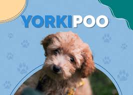 yorkipoo yorkshire terrier toy