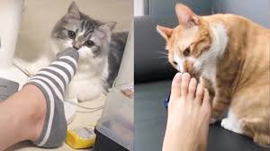 funny cat reaction to smell feet