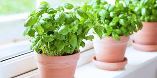 How To Grow A Diy Indoor Herb Garden