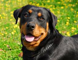 Top 6 Common Myths About Rottweilers Puff And Fluff Spa