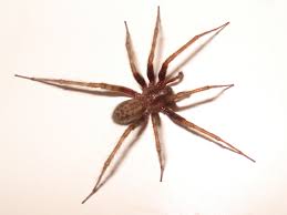Preventative Treatments And Control For Michigans Spiders