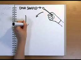 How Does Dna Fingerprinting Work Naked Science Scrapbook