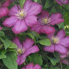 Check spelling or type a new query. Clematis Ville De Lyon Perennial Resource