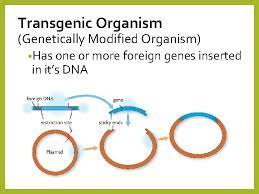 In some species, the foreign dna is. 5 6 Notes Biotechnology Chapter 9 Gene Therapy