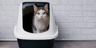 Litter Boxes To Prevent Potty Accidents
