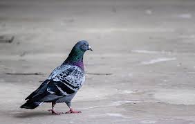 hd wallpaper pigeon bird