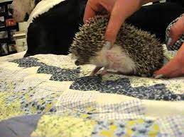 to trim an aggressive hedgehog s nails