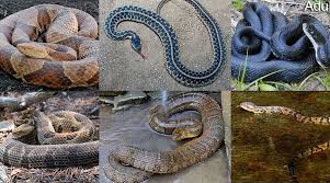 Dekay's brown snake, garter snakes. Snakes In Virginia Meet 6 You Ll Mostly Likely See This Season