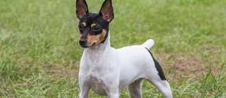 toy manchester terrier dog breed info