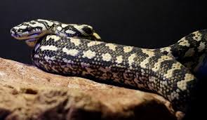 carpet head study aussie pythons