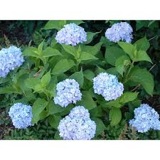 We did not find results for: Landscape Basics 8 Inch Endless Summer Shrub The Home Depot Canada