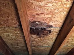Attic Mold Removal Costs 10 Important