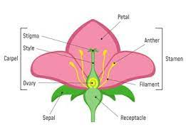 parts of flowers what they do sciencing