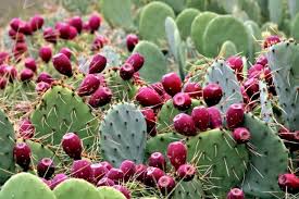 Image result for cactus fruit