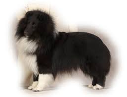 All puppies will come with akc registration papers. Kedios Shelties Breeder Of Quality Shetland Sheepdogs In Suburban Minneapolis St Paul Mn