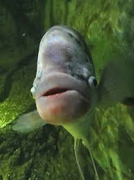 big lipped fish