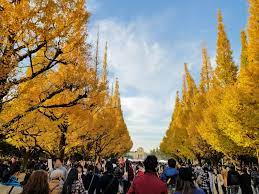 東京楓葉一個人的自由行，明治神宮、銀杏並木與秋葉原
