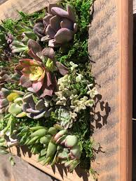 Succulent Wall Planter