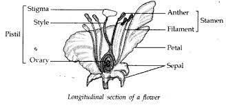 flower and label