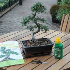 15 year old bonsai tree gift set by all