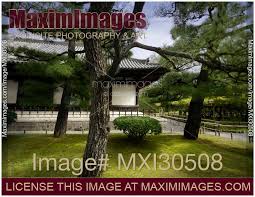 Japanese Garden With Black Pines