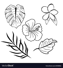tropical leaves and flowers outline set