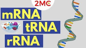 mrna trna and rrna function types