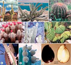 Both are members of the mescaline family. Cactaceae An Overview Sciencedirect Topics