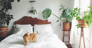 Hier sind 10 arten, die ideal für das schlafzimmer sind. Pflanzen Furs Schlafzimmer Die Fordern Gesunden Schlaf