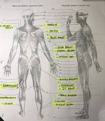 This muscle diagram is interactive: The Muscles On The Anterior And Posterior Sides Of The Body Diagram Quizlet