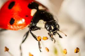 ladybugs are important for wildlife
