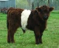 how-much-is-a-mini-cow-cost