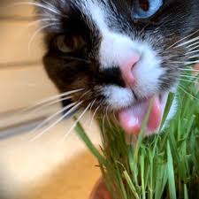 Plus, there's the benefit of breath cleansing chlorophyll. Smartykat Sweet Greens Cat Grass Kit Reviews 2021