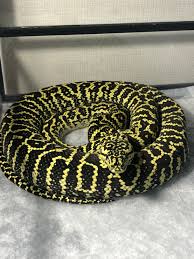 zebra jungle carpet python