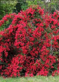 Learn vocabulary, terms and more with flashcards, games and other study tools. Plant Identification Closed Very Big Red Flowering Shrub 1 By Hellomissmary