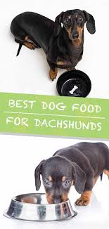 Best Dog Food For Dachshunds Find The Right Dachshund Dog Food