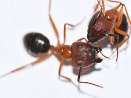 ants in florida heath pest control