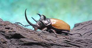 horned beetle insect facts a z s