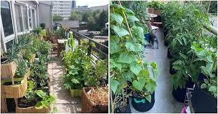 19 Edible Balcony Garden Ideas For