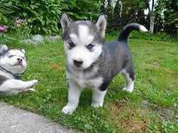 siberian husky puppies