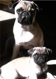 Pug Age Growth Chart Puppy And Adult Pug Dog Age Chart