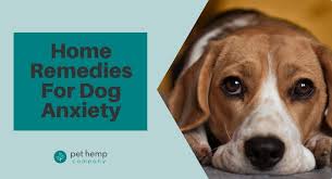 home remes for dog anxiety tips