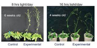 plant growth cycles