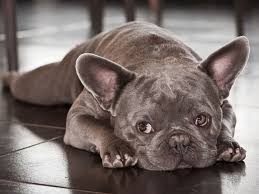 How much do french bulldogs cost? French Bulldog Health Problems Prevention Treatments Uk Pets
