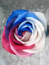 From $19.99 · 20% off all items · same day delivery Usa Flag Roses