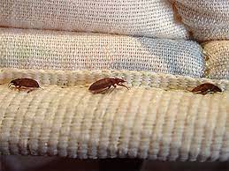 Beware Bed Bugs Extermination Scams
