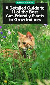 Cat Friendly Plants To Grow Indoors