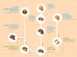 Human Evolution A Timeline Of Early Hominids Infographic