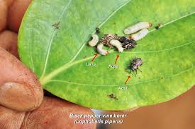 Gejala yang penyakit yang paling sering muncul pada lada /merica/sahang. Hama Dan Penyakit Pada Tanaman Lada Petani