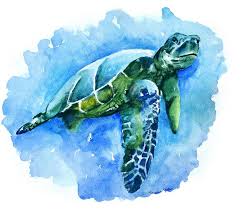 Sea Turtle Watercolor Painting By Daria